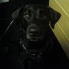 liljocko89